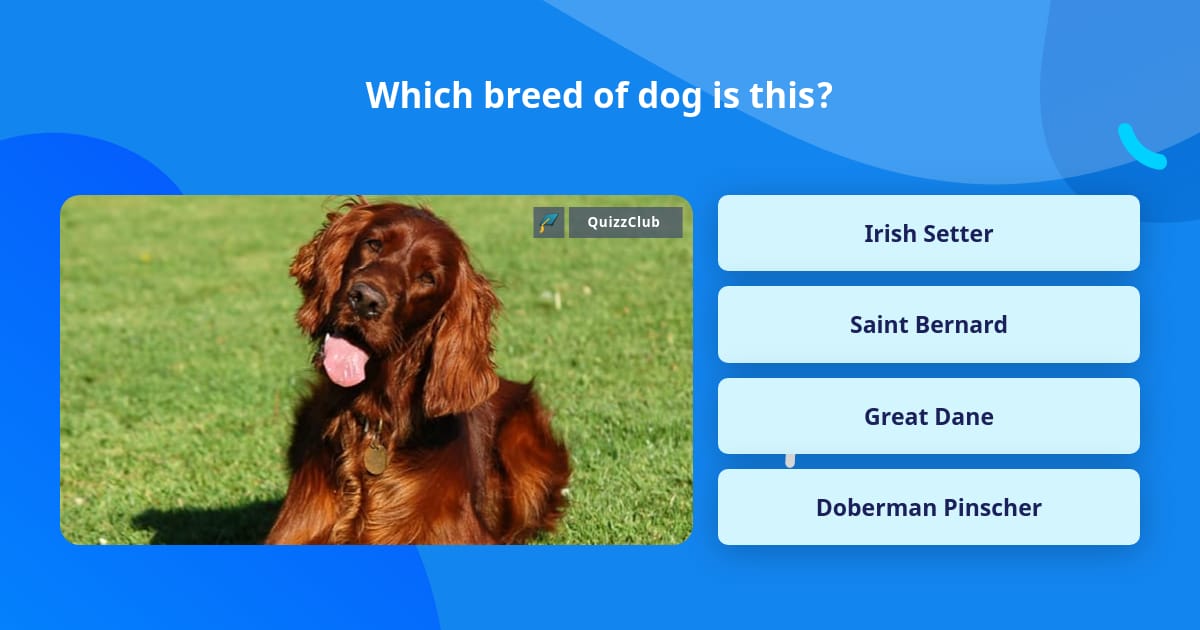 which-breed-of-dog-is-this-trivia-questions-quizzclub