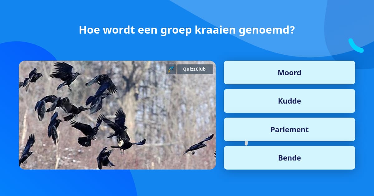 Hoe wordt een groep kraaien genoemd? Trivia Antwoorden