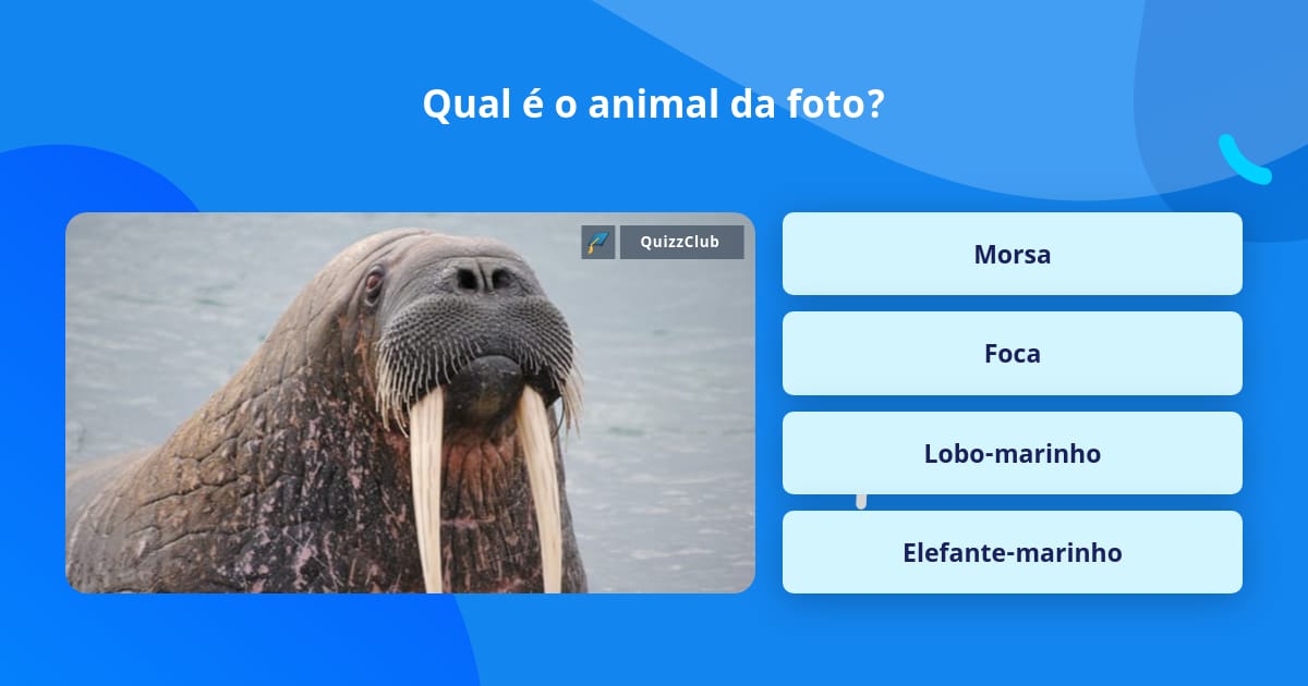 Morsa.A morsa é um animal de grande porte que vive nas águas do Ártico. Uma  fêmea adulta chega a 2,60 metros de comprim…