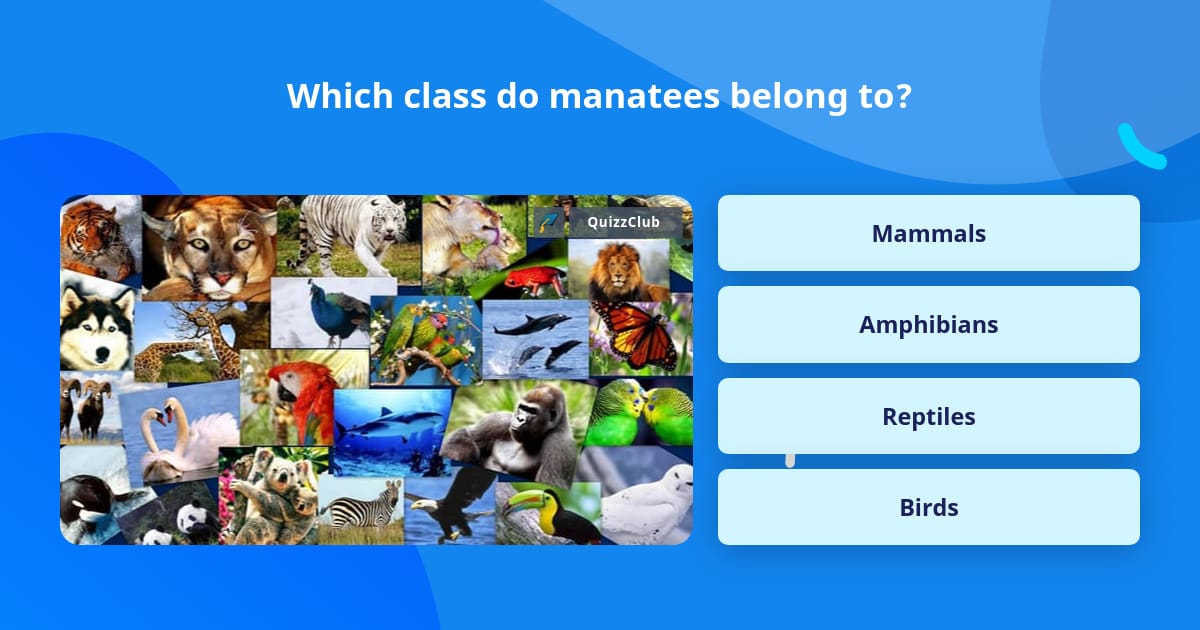 Which class do manatees belong to? | Trivia Questions | QuizzClub