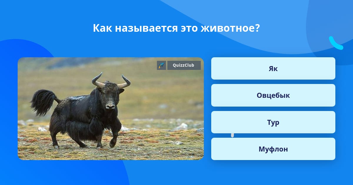 Антилопы непарнокопытные. Как называется данное животное. Как называется данное животное. Игрунка обыкновенная. Marmosa simonsi.