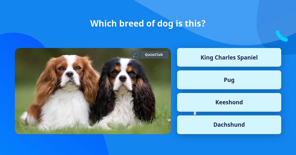 Which Breed Of Dog Is This Trivia Questions Quizzclub