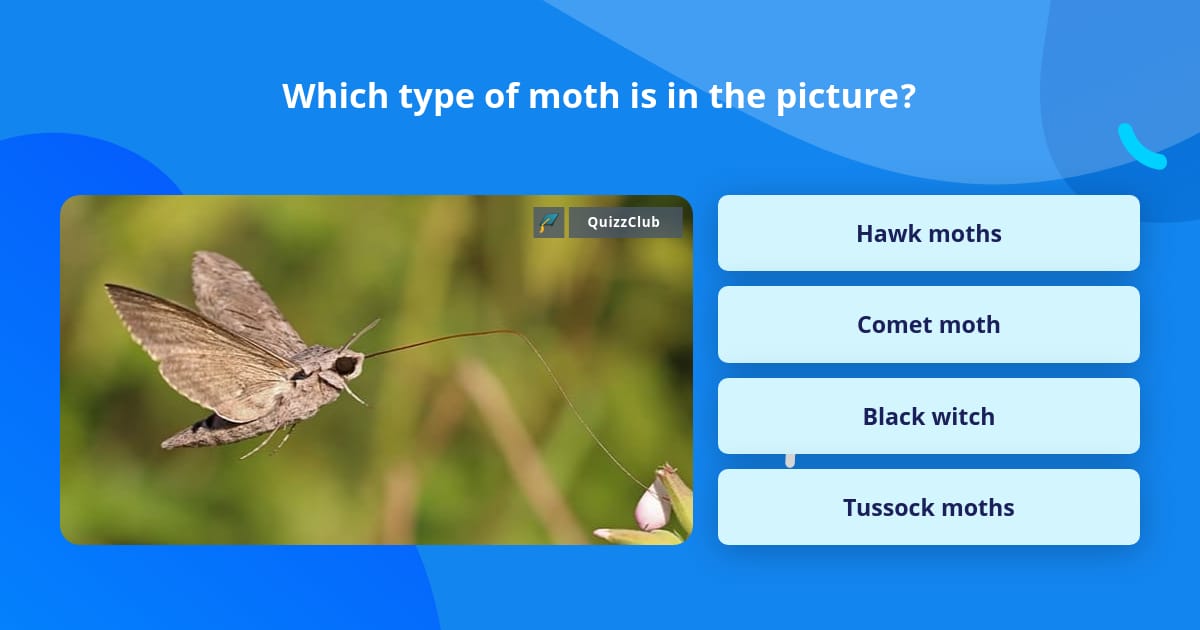 Which type of moth is in the picture? | Trivia Questions | QuizzClub