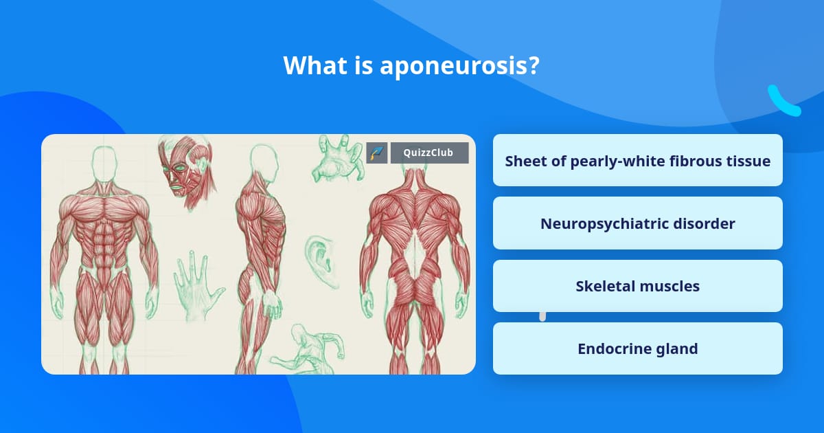 What is aponeurosis? | Trivia Answers | QuizzClub