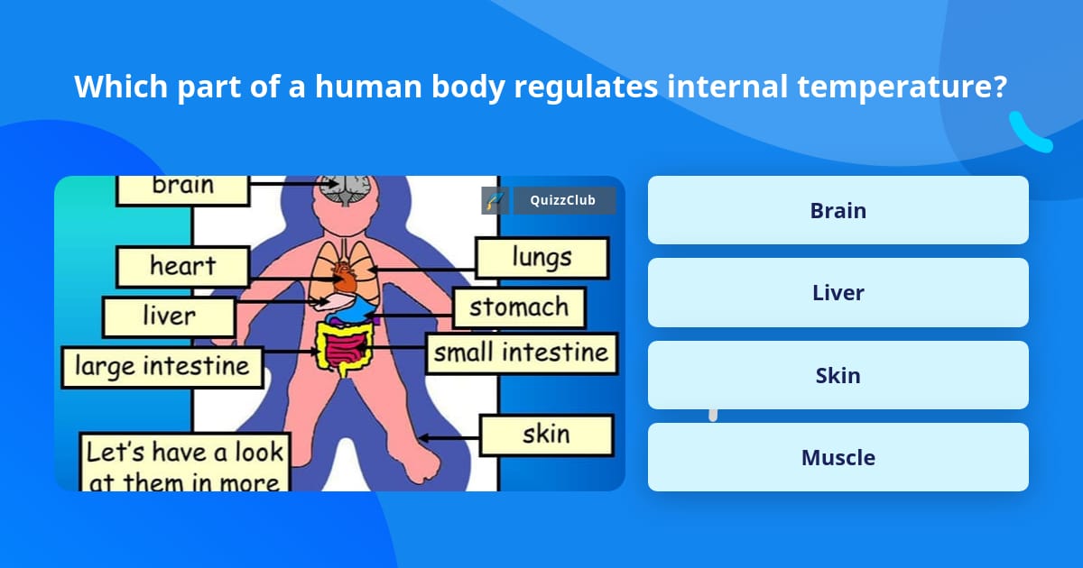 Which part of a human body regulates... Trivia Answers