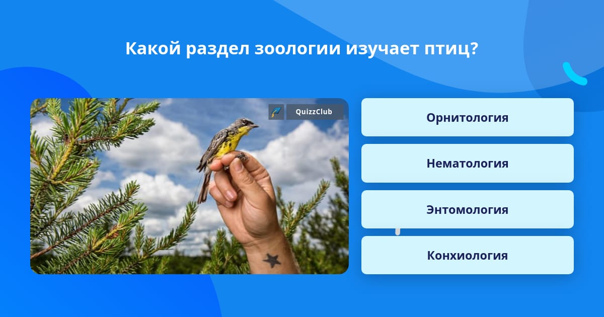Какой раздел зоологии изучает птиц? | Ответ на вопрос | QuizzClub