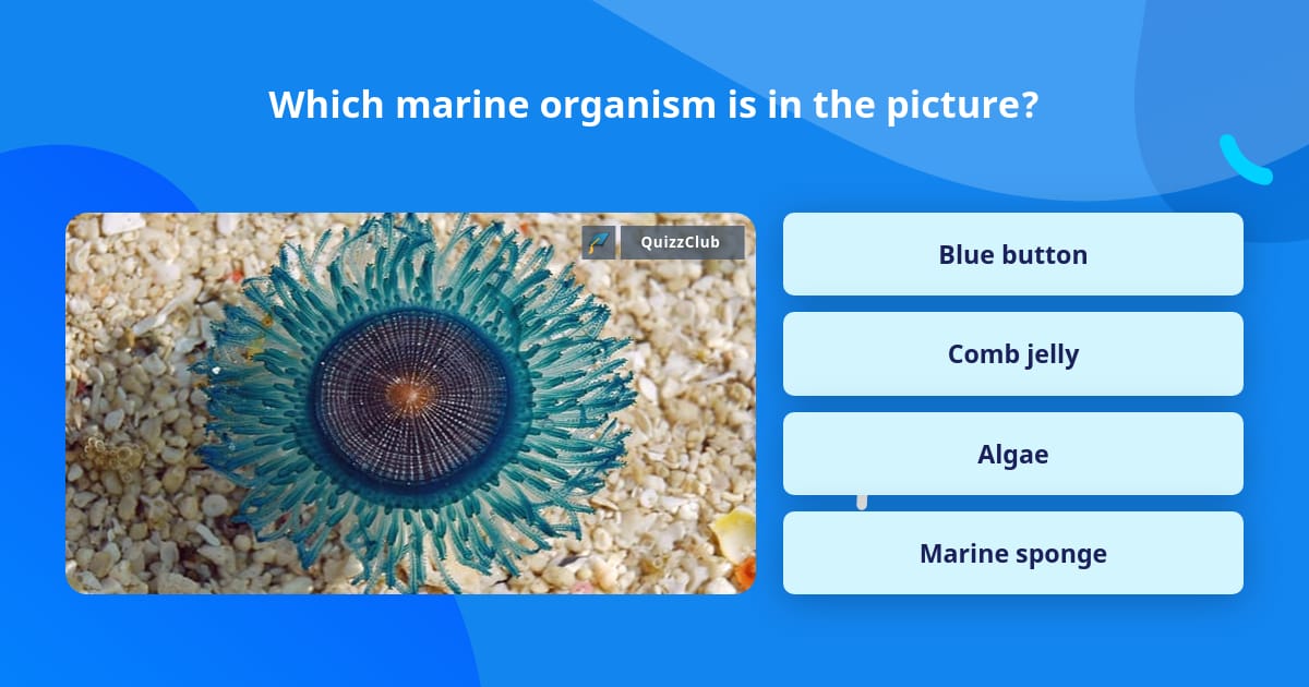 Which marine organism is in the picture? | Trivia Questions