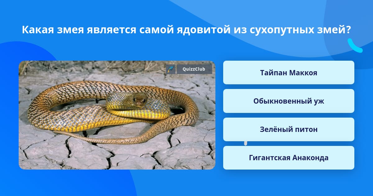 Кем является змея. Тайпан маккоя яд. тайпан маккоя яд симптомы. тайпан маккоя змея фото. тайпан маккоя татуировки.