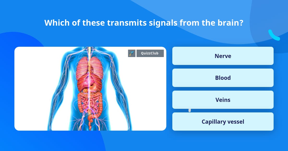 What Transmits Electrical Signals Throughout The Body