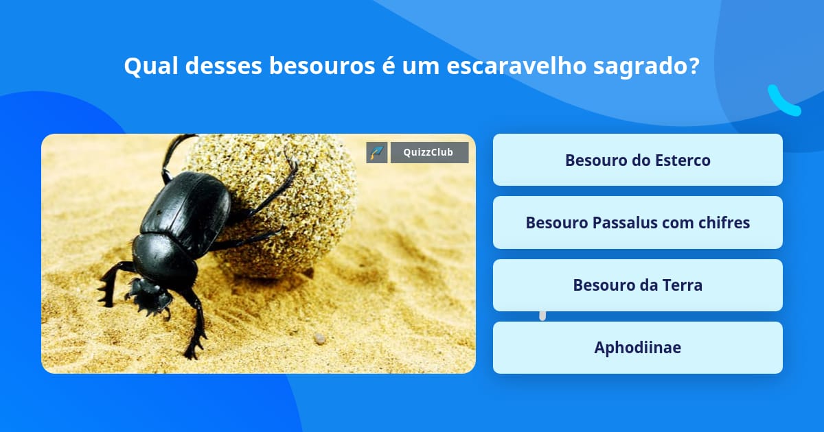 Besouro do esterco escalando uma bola de fezes no deserto e perde