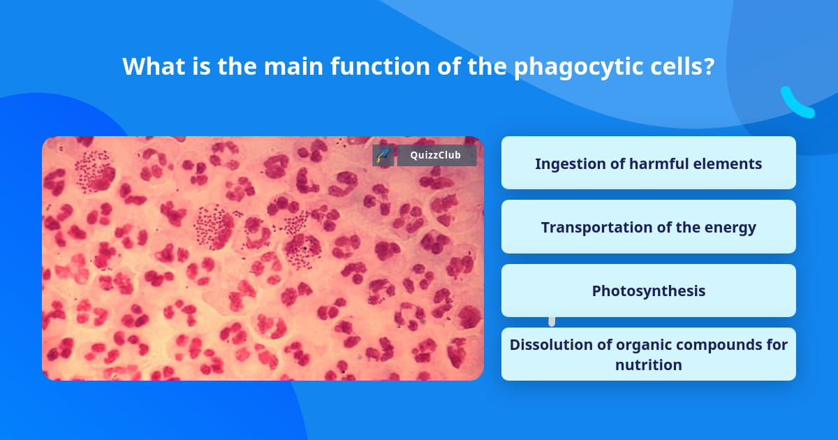 immunology-exam-one-lecture-notes-what-is-the-main-purpose-of-the