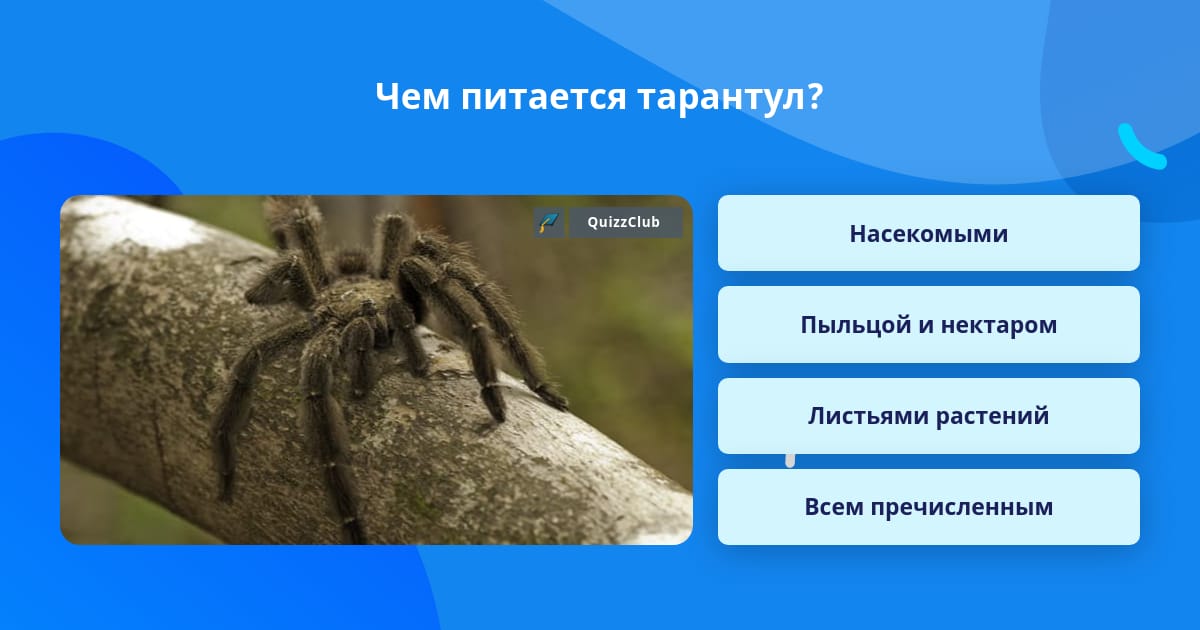 Тарантул место обитания. Тарантул место обитания