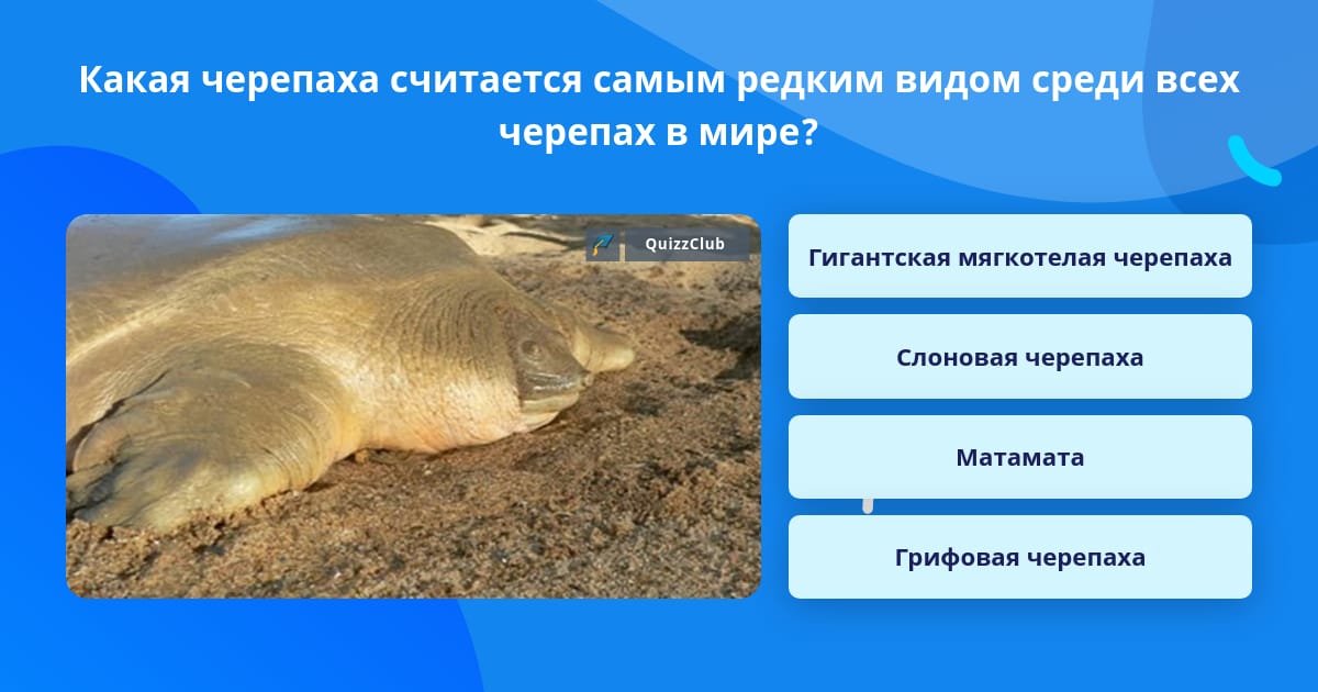 Черепаха в какой природной зоне. Черепаха в какой природной зоне