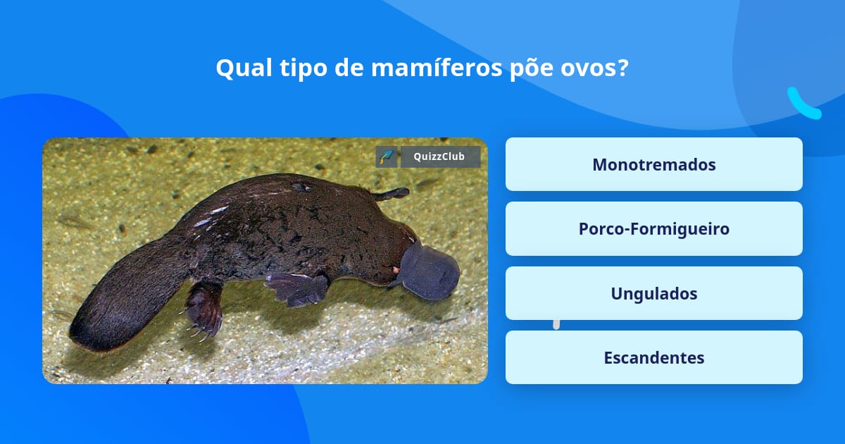 Como Se Chamam Os Mamíferos Que Poe Ovos