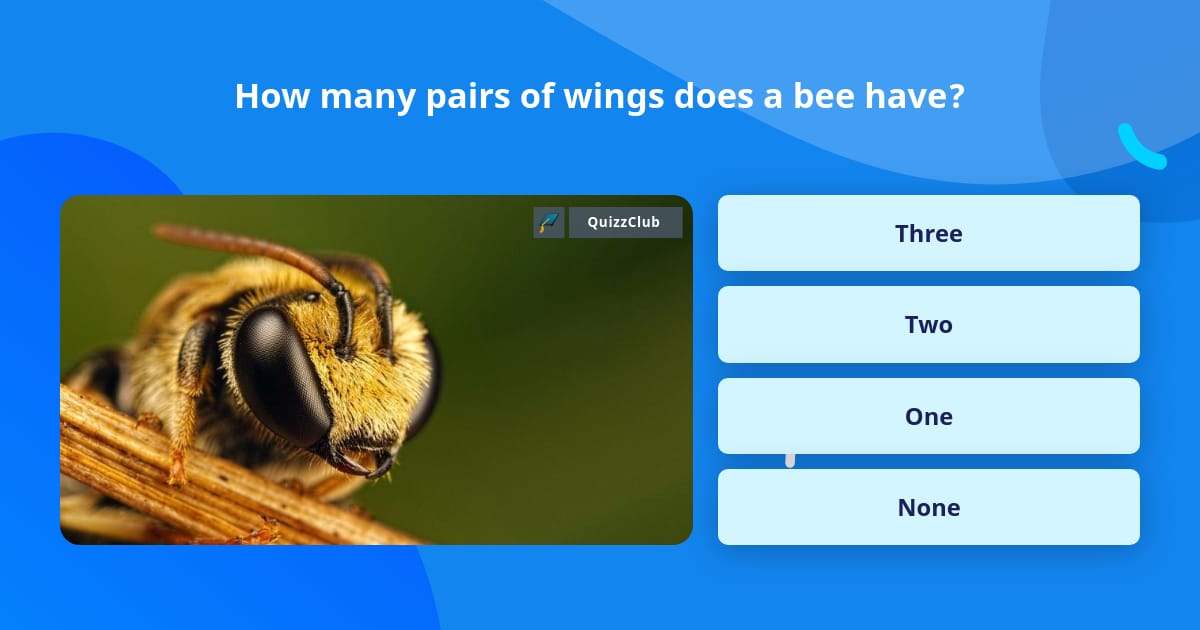 how-many-pairs-of-wings-does-a-bee-have-trivia-answers-quizzclub