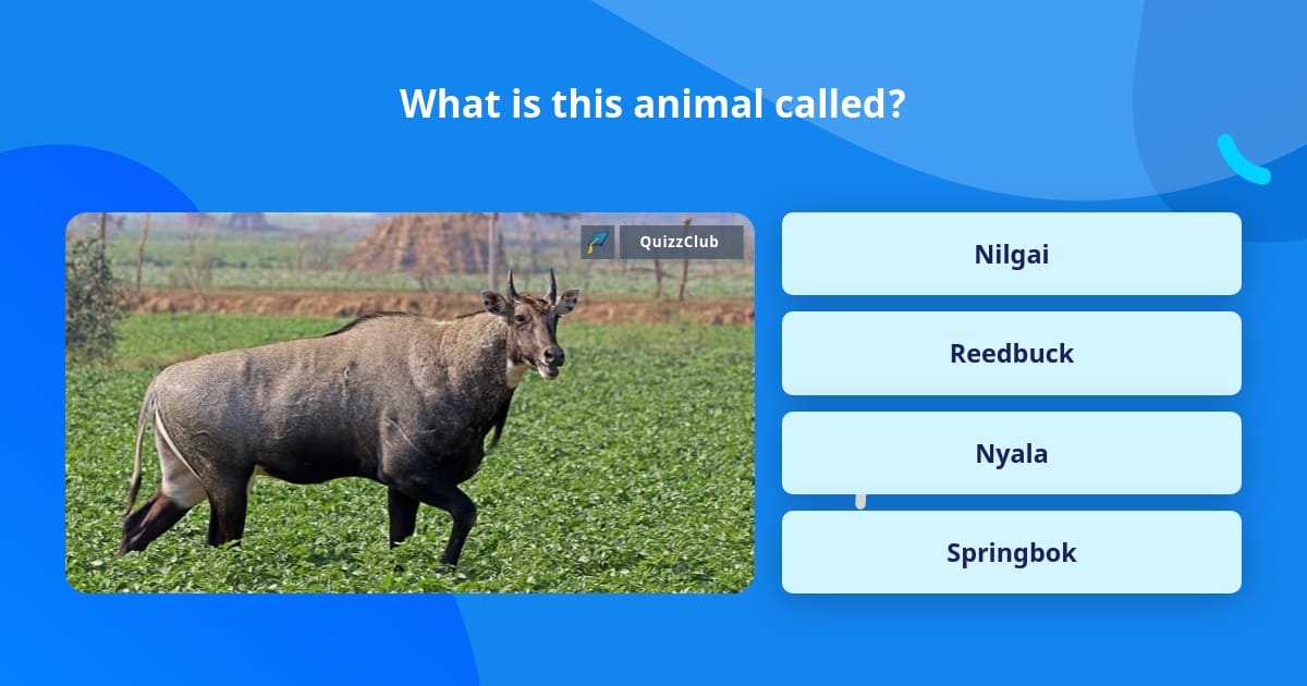 What Is This Animal Called Trivia Questions QuizzClub
