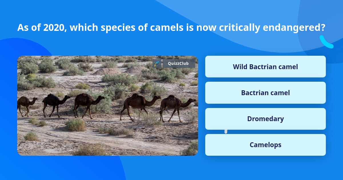 As of 2020, which species of camels... | Trivia Answers | QuizzClub