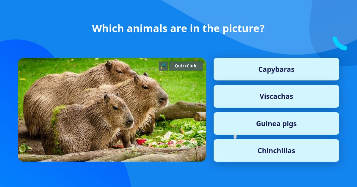 which-animals-are-in-the-picture-trivia-questions-quizzclub