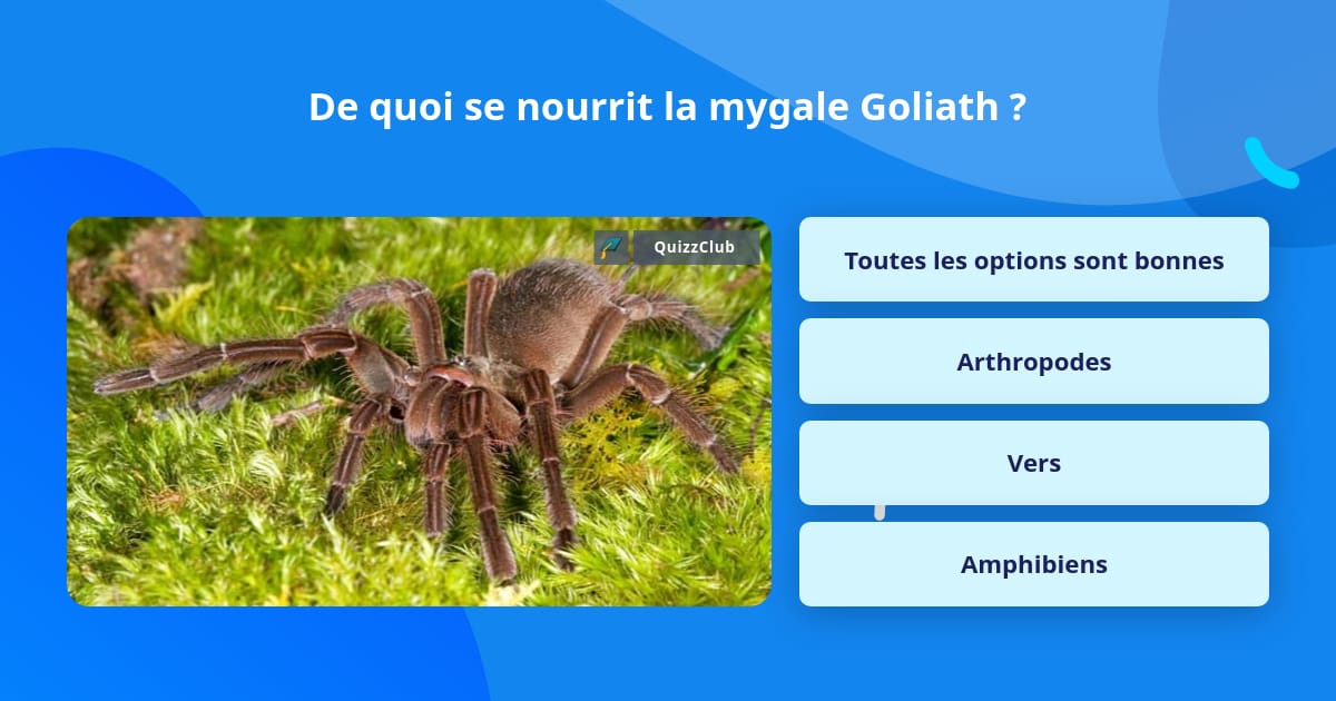 Araignée Goliath ou mygale de Leblond, Theraphosa blondi, en