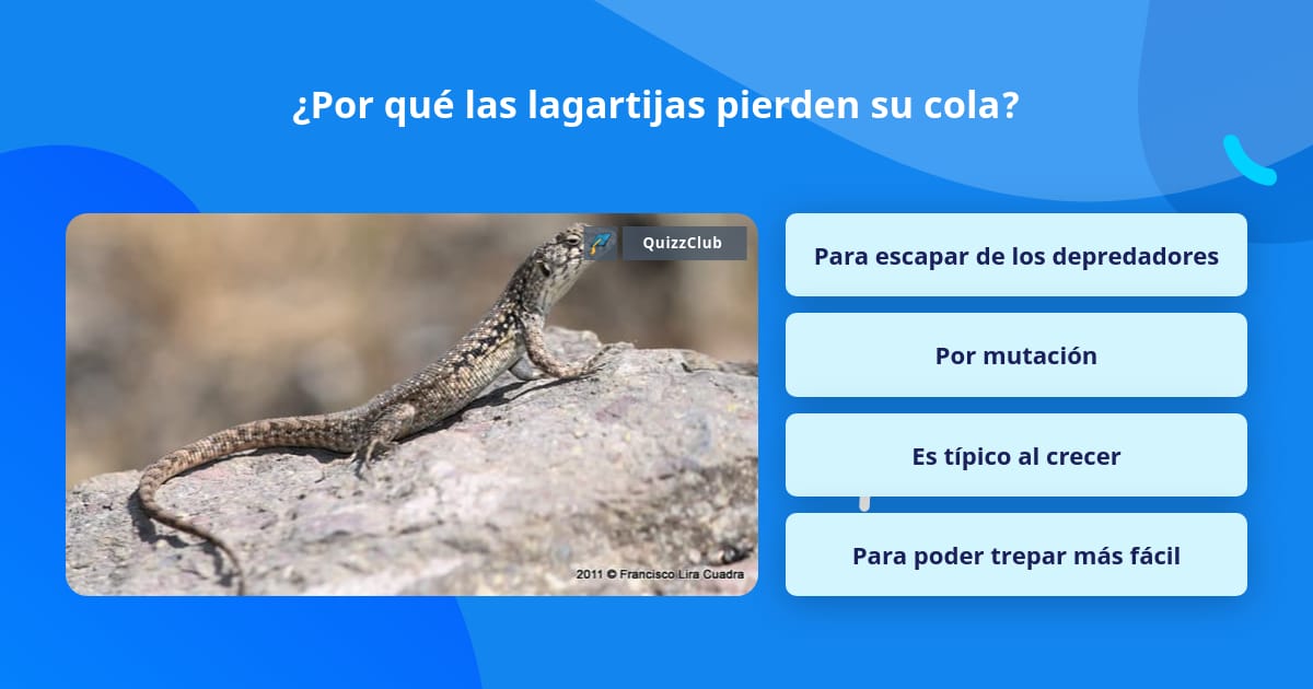 Por Qu Las Lagartijas Pierden Su Cola La Respuesta De Trivia