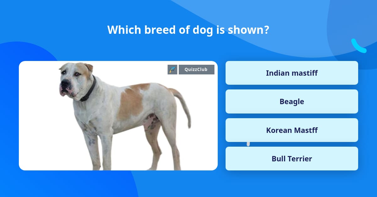 Which Breed Of Dog Is Shown Trivia Answers QuizzClub