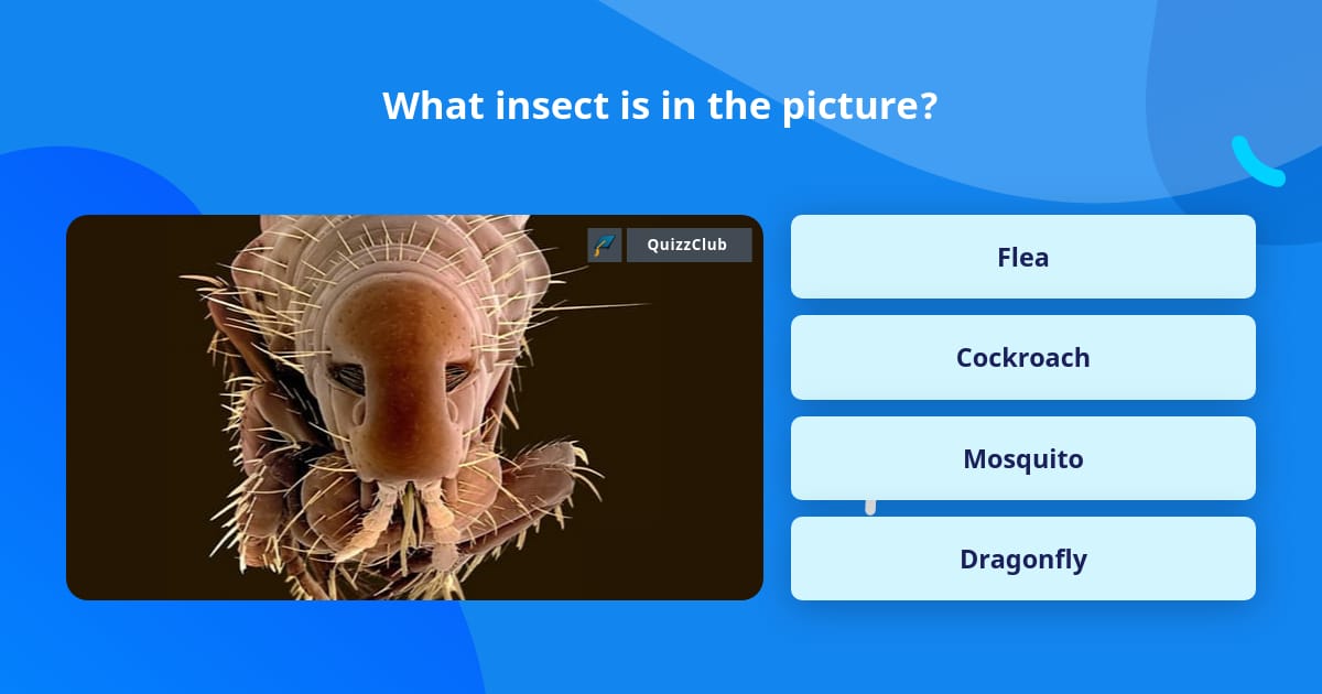 What insect is in the picture? | Trivia Questions | QuizzClub