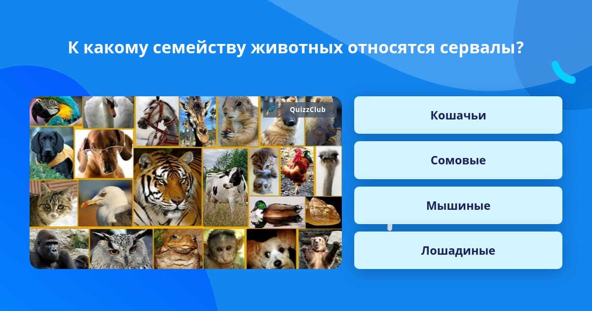 Увлечение животными как называется. Увлечение животными как называется