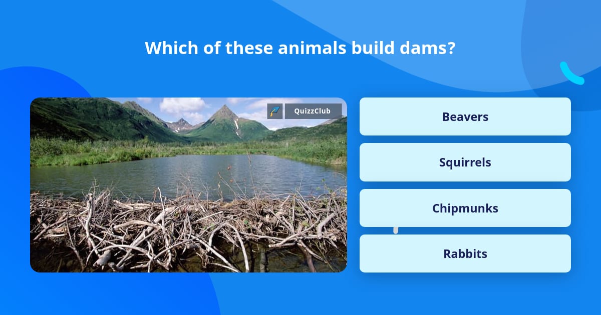 animals that build dams