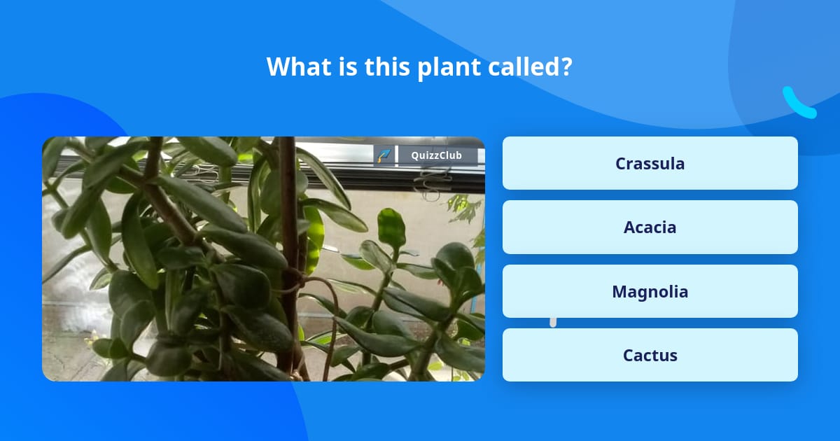 what-is-this-plant-called-trivia-answers-quizzclub