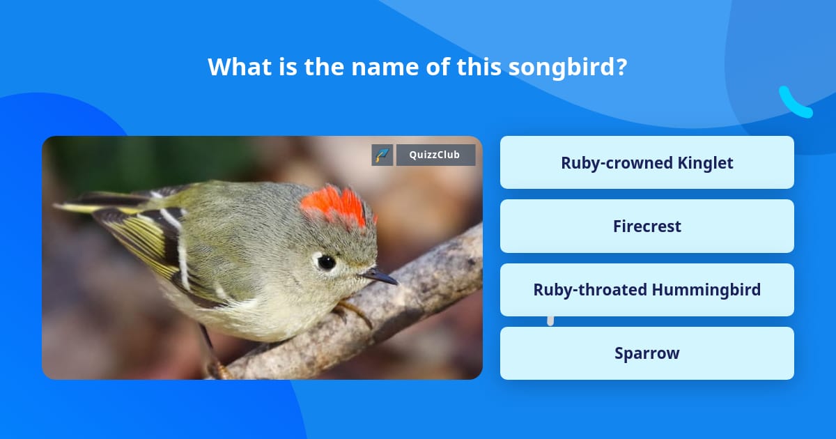 what-is-the-name-of-this-songbird-trivia-questions-quizzclub