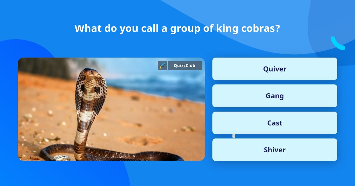 What Do You Call a Group of King Cobras?