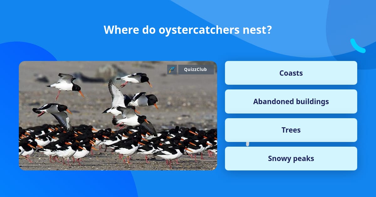 where-do-oystercatchers-nest-trivia-questions-quizzclub