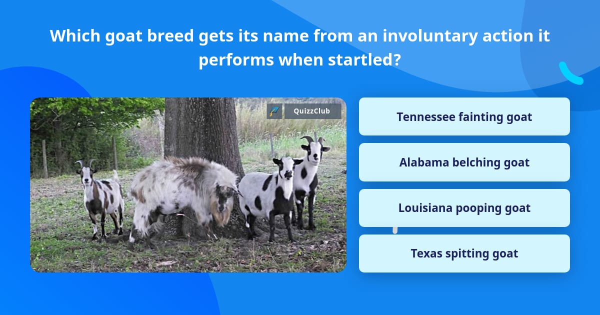 Which goat breed gets its name from... Trivia Answers