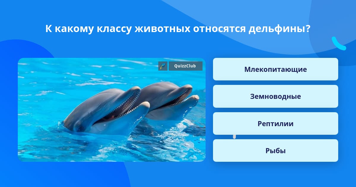 К какому классу относится дельфин