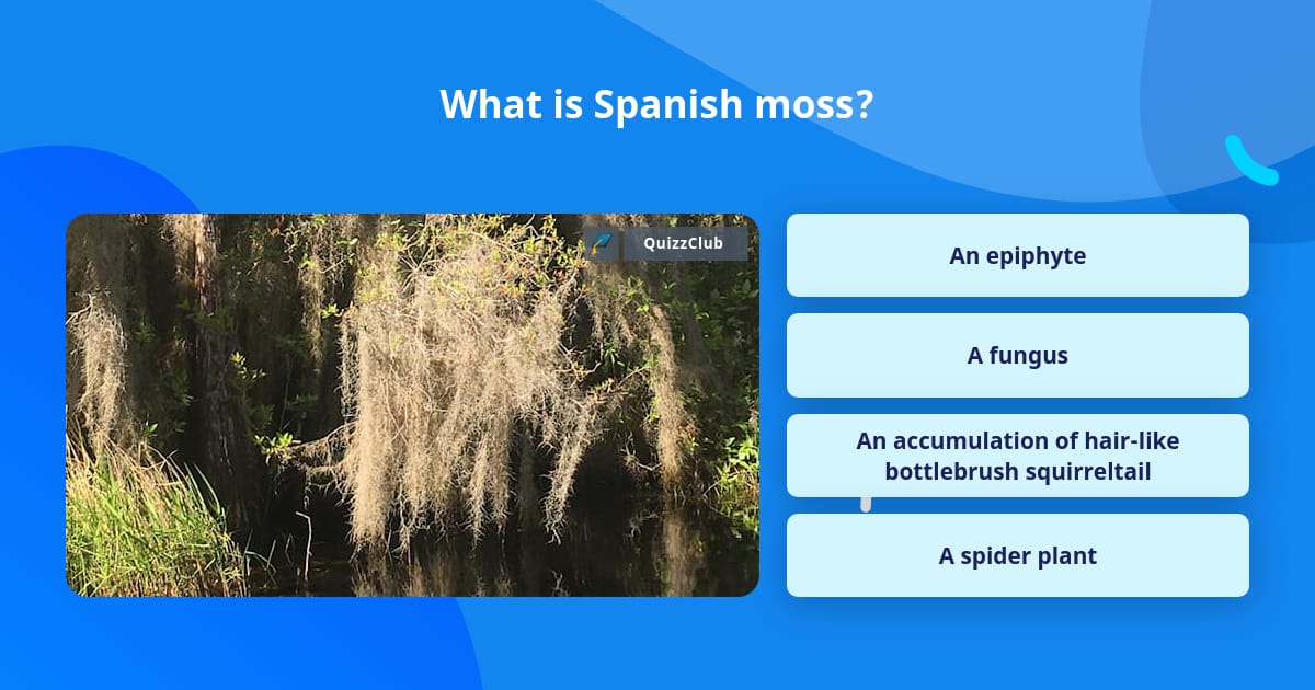 what-are-the-benefits-of-spanish-moss-livestrong-com