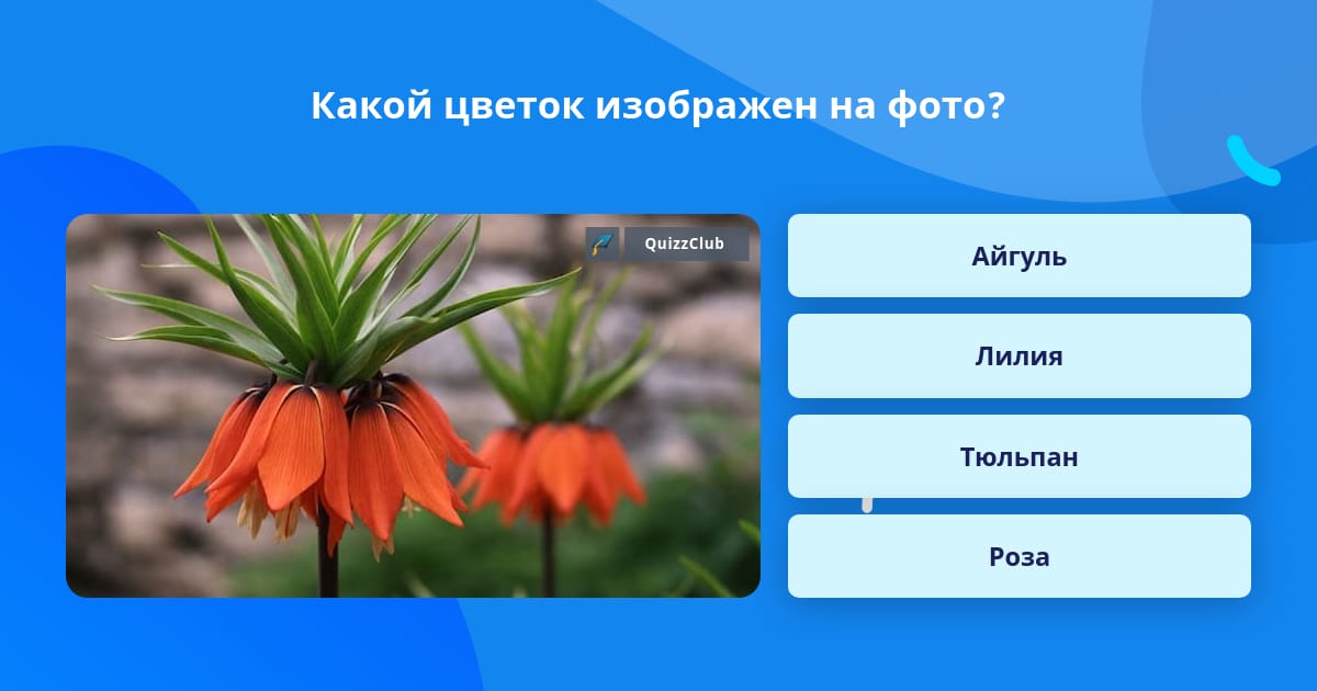 Как узнать какой цветок по фотографии онлайн бесплатно без регистрации и смс