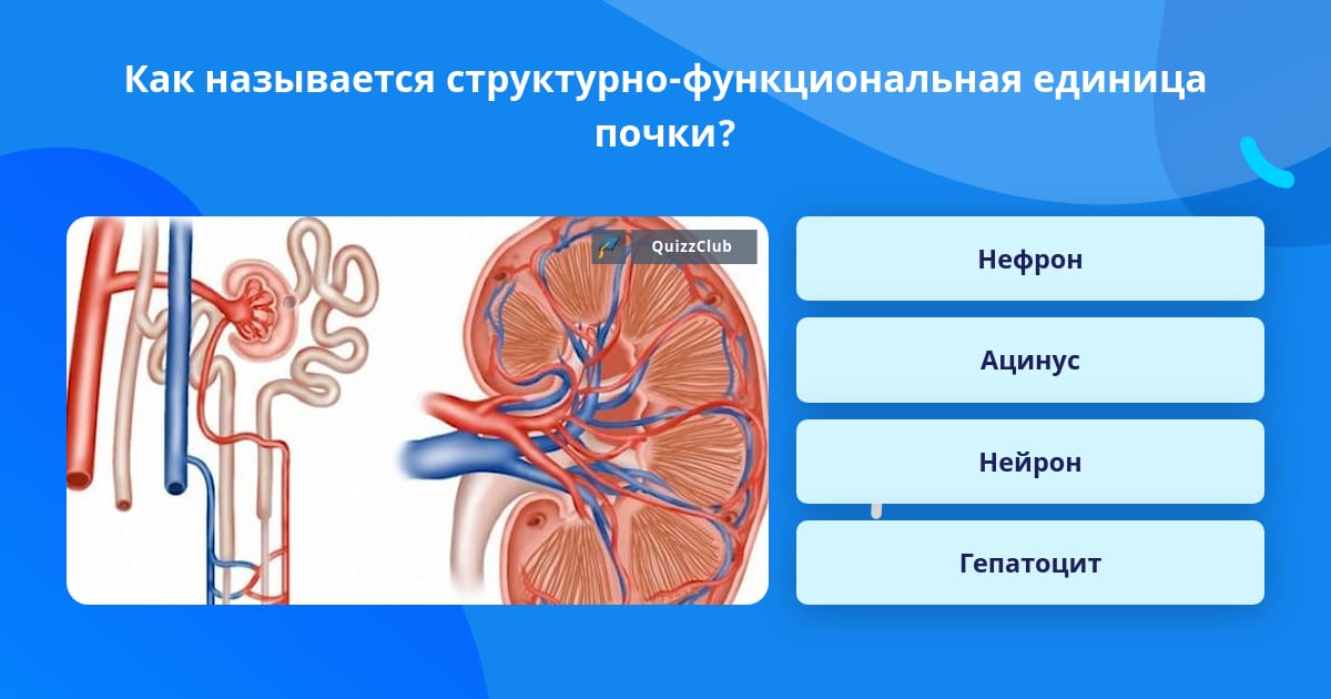 Уплотнения стенок почек