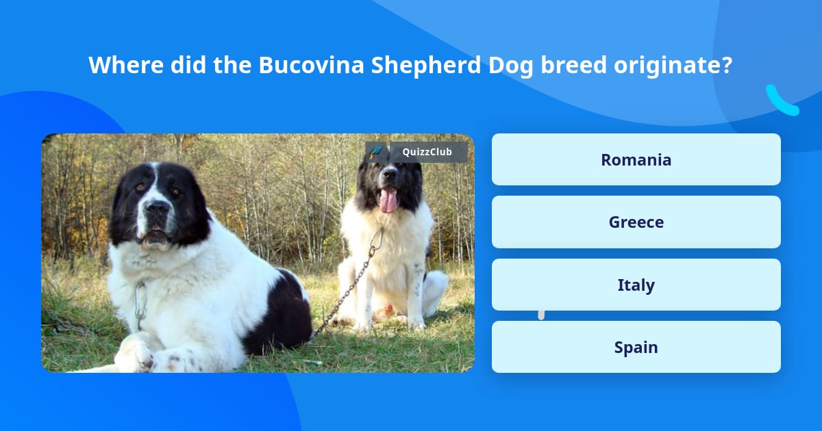 are bucovina shepherds good guard dogs