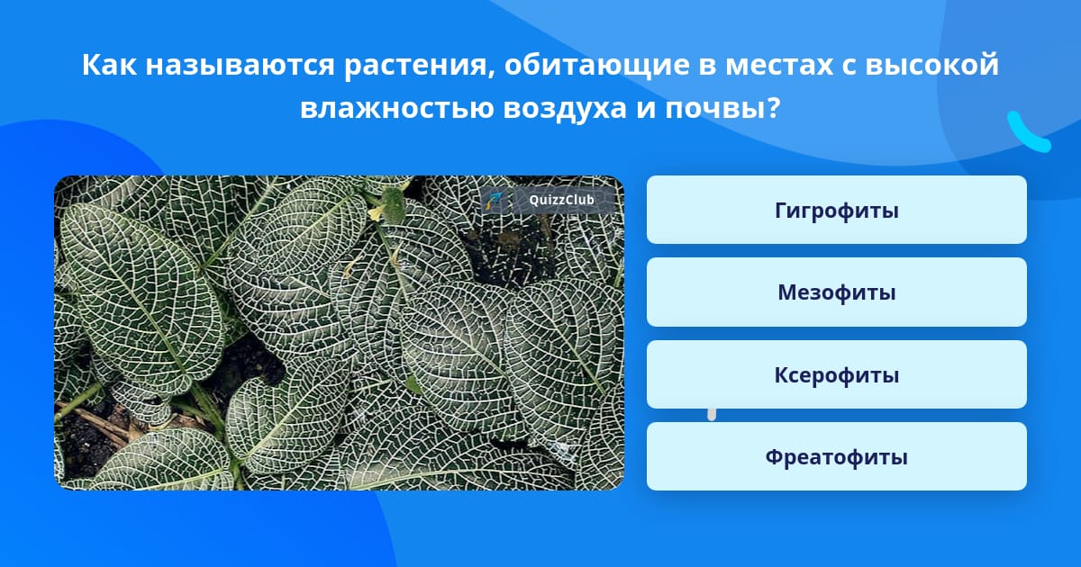 Растения мезофиты ксерофиты