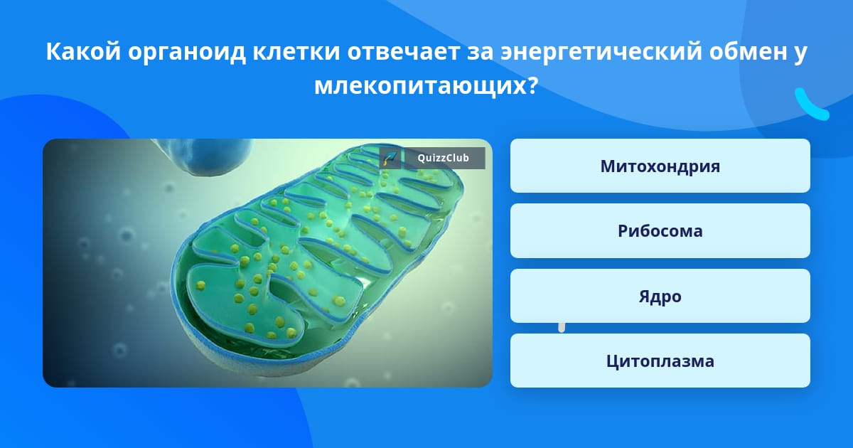 Митохондрии энергетические станции клетки