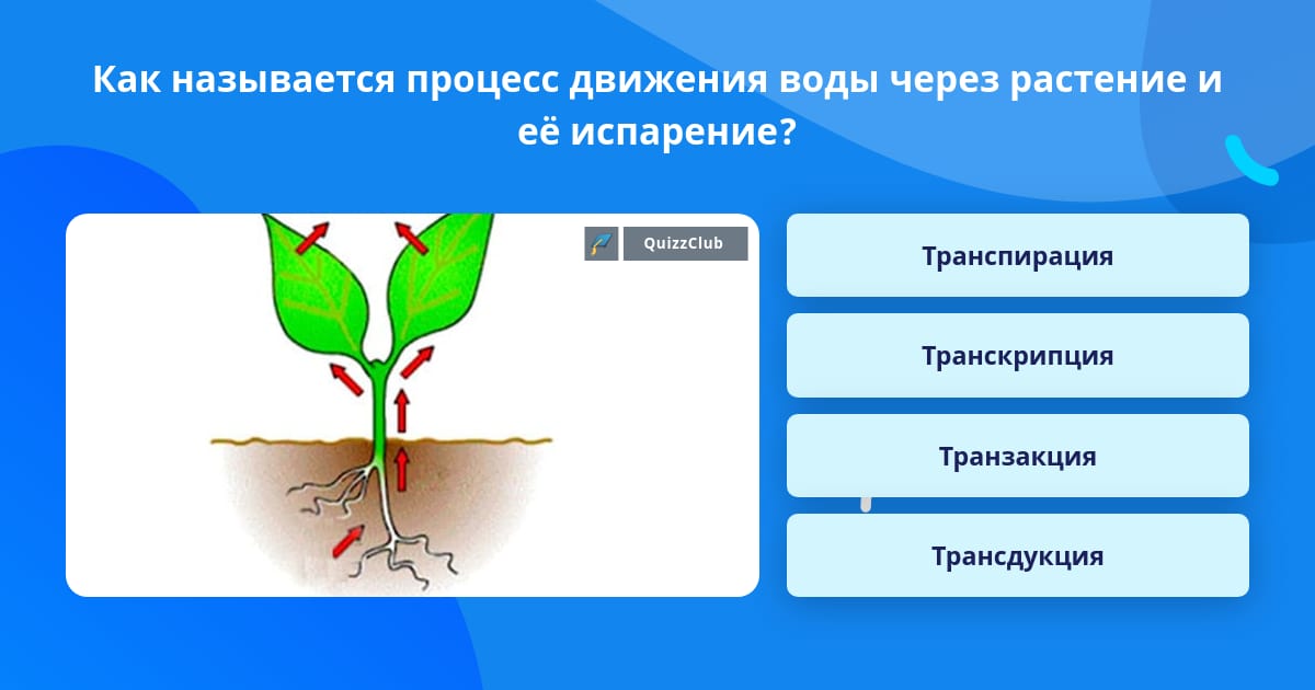 Как называют процесс роста