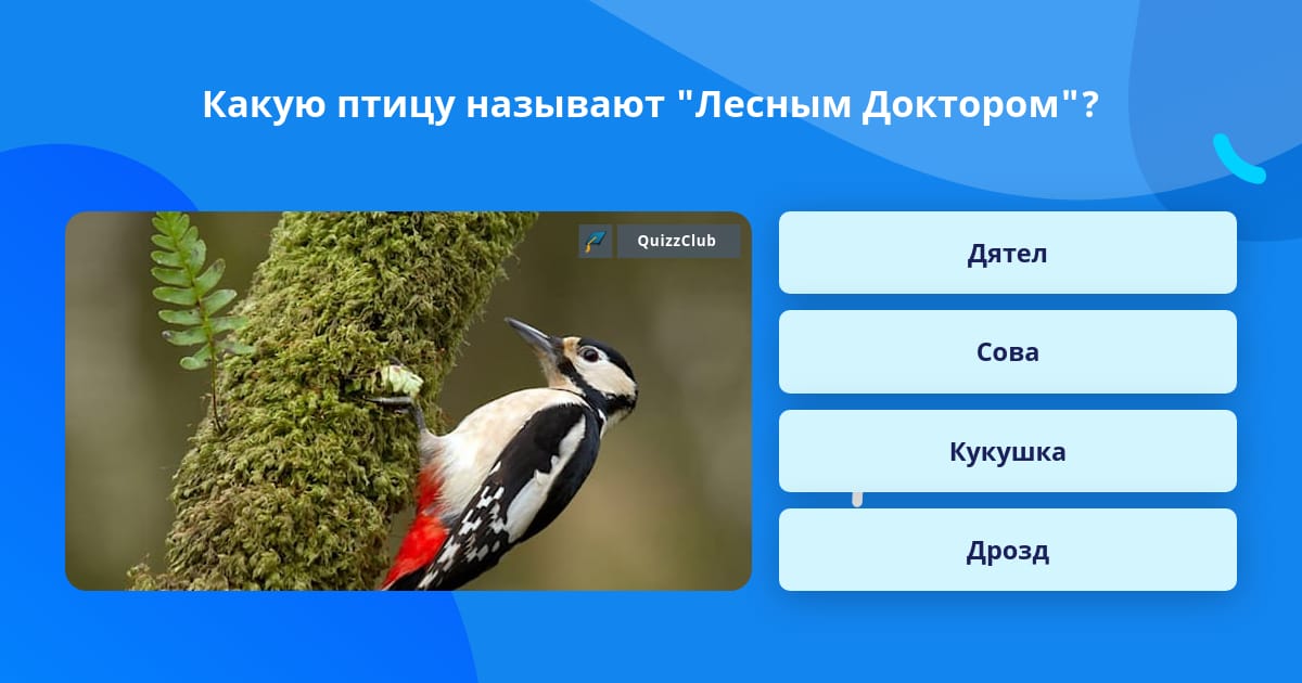 Дятла называют лесным доктором