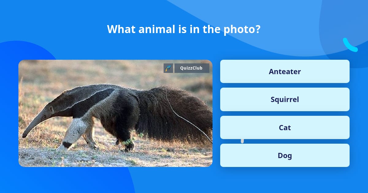 what-animal-is-in-the-photo-trivia-questions-quizzclub