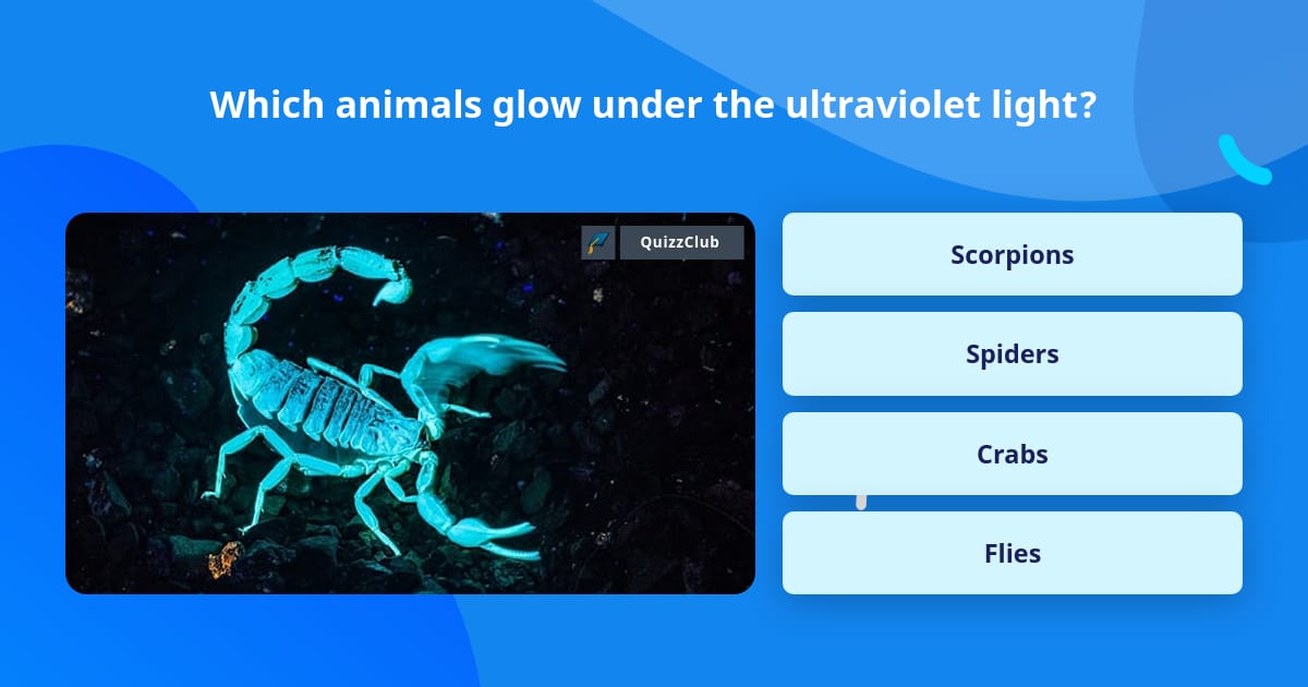 Which animals glow under the... | Trivia Questions | QuizzClub