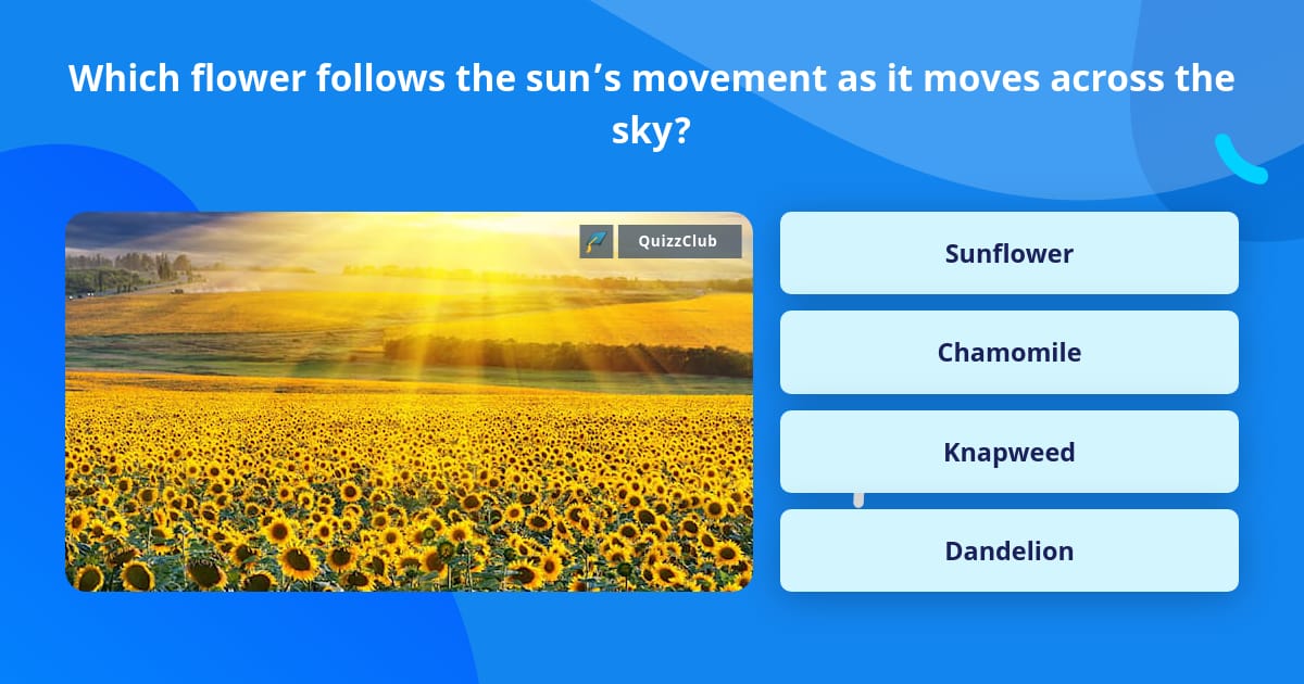 Which flower follows the sun’s... | Trivia Questions | QuizzClub