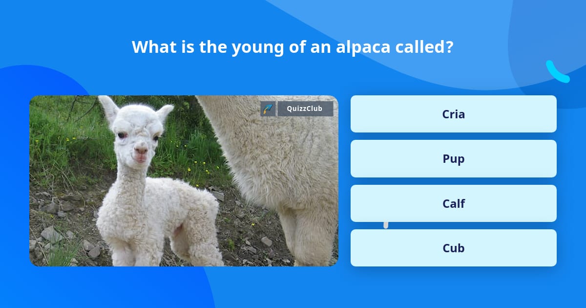 What Is The Young Of An Alpaca Called Trivia Questions QuizzClub