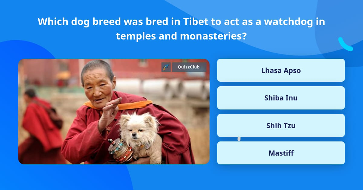Which dog breed was bred in Tibet to... | Trivia Questions | QuizzClub