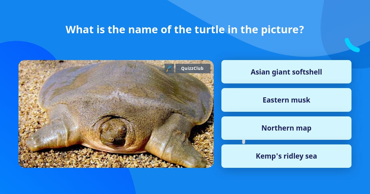 What is the name of the turtle in... | Trivia Answers | QuizzClub