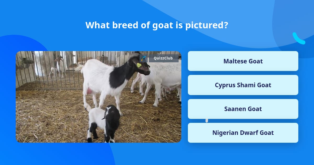 What breed of goat is pictured? Trivia Answers