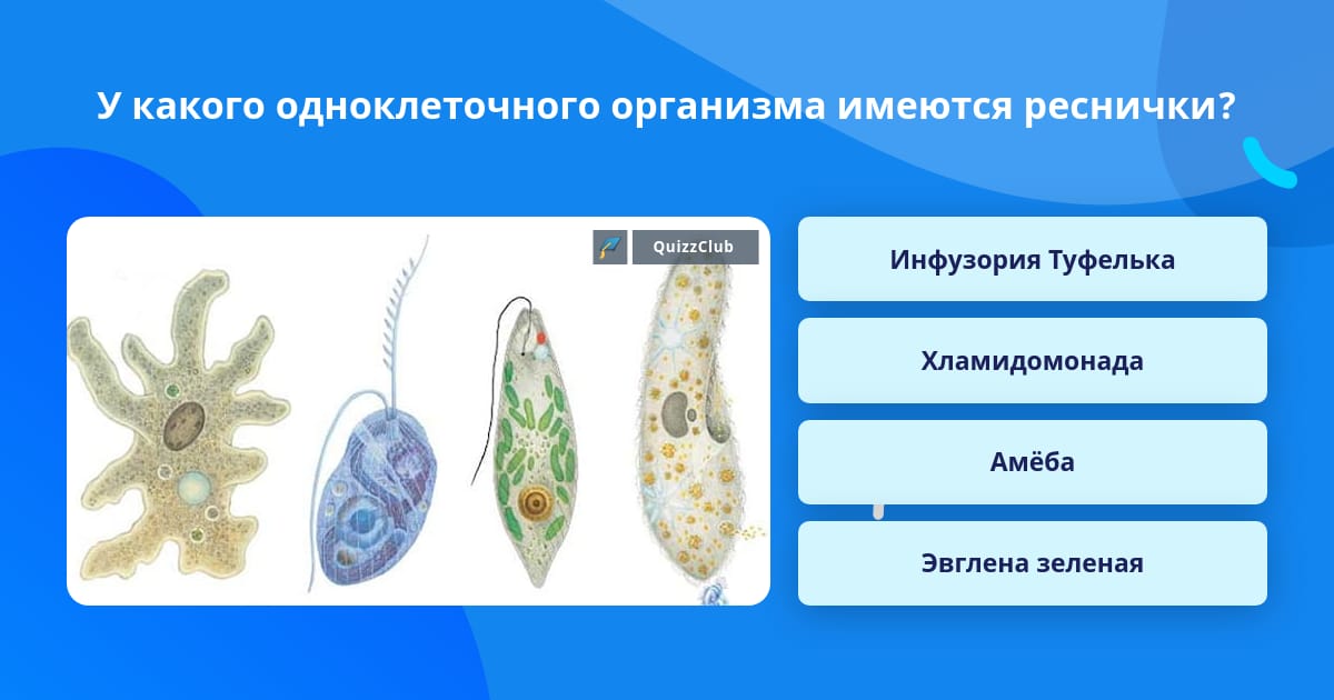 Свойства одноклеточных организмов